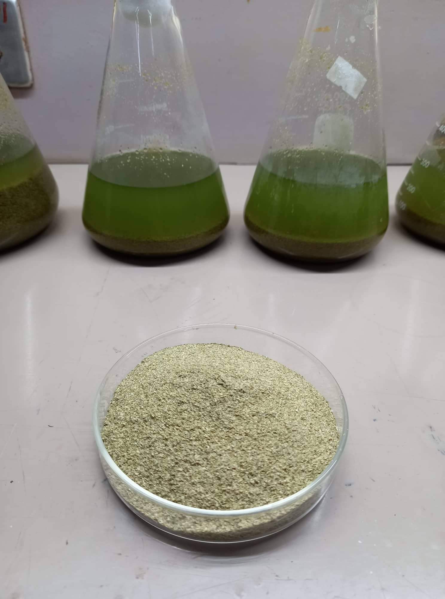 UPV-CFOS seaweed-based feed supplement enhances profitability and sustainability of cultured aquatic species