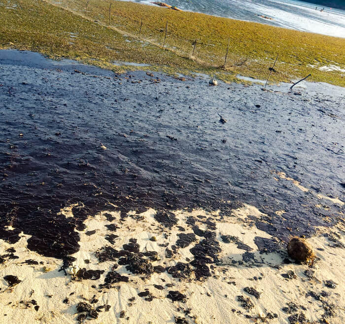 UP Visayas creates task force to respond to oil spill in Tablas Strait