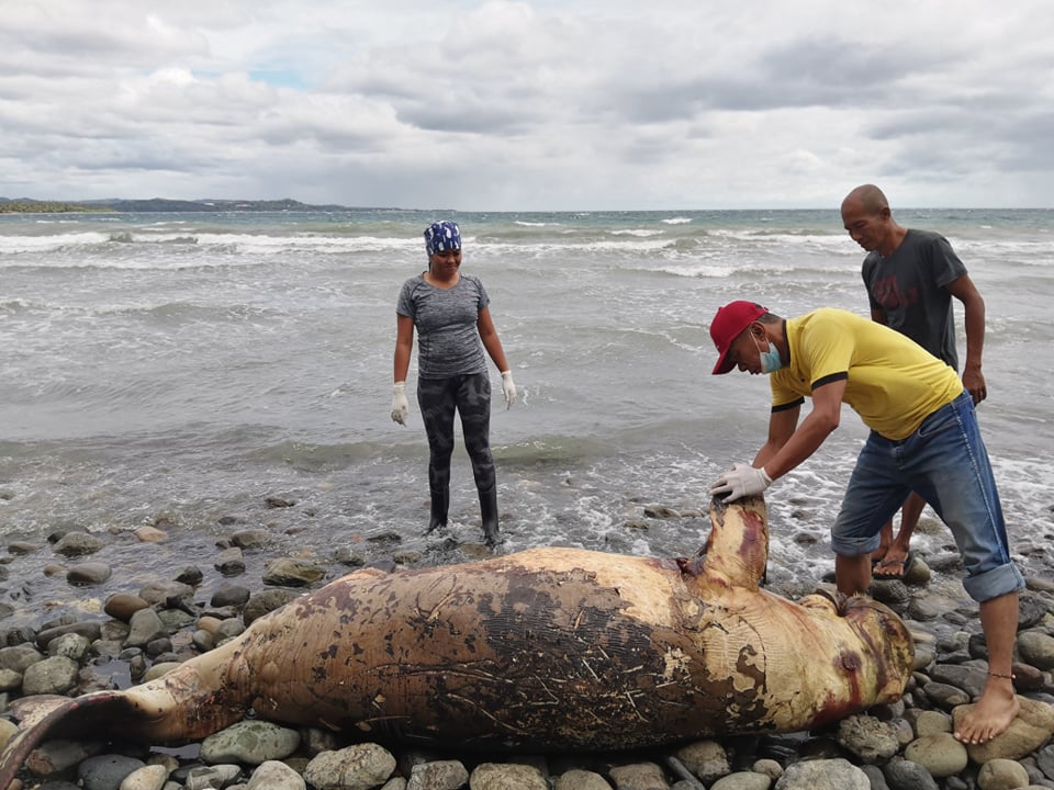 UPV marine experts respond to dead dugong found in Brgy. San Rafael, Miagao