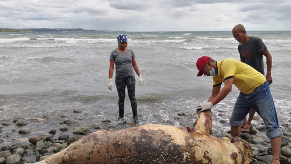 UPV marine experts respond to dead dugong found in Brgy. San Rafael, Miagao