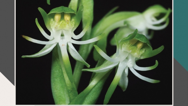 A diversity of ground orchid species at UPV Miagao campus