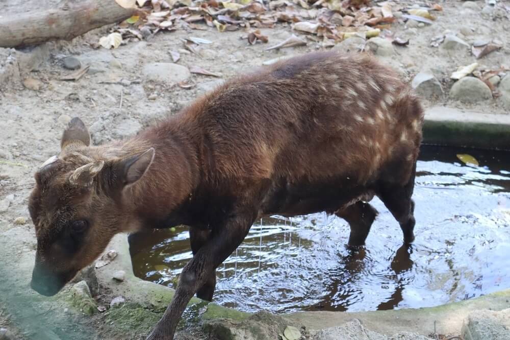 UP, SU share research milestone on Visayan Spotted Deer
